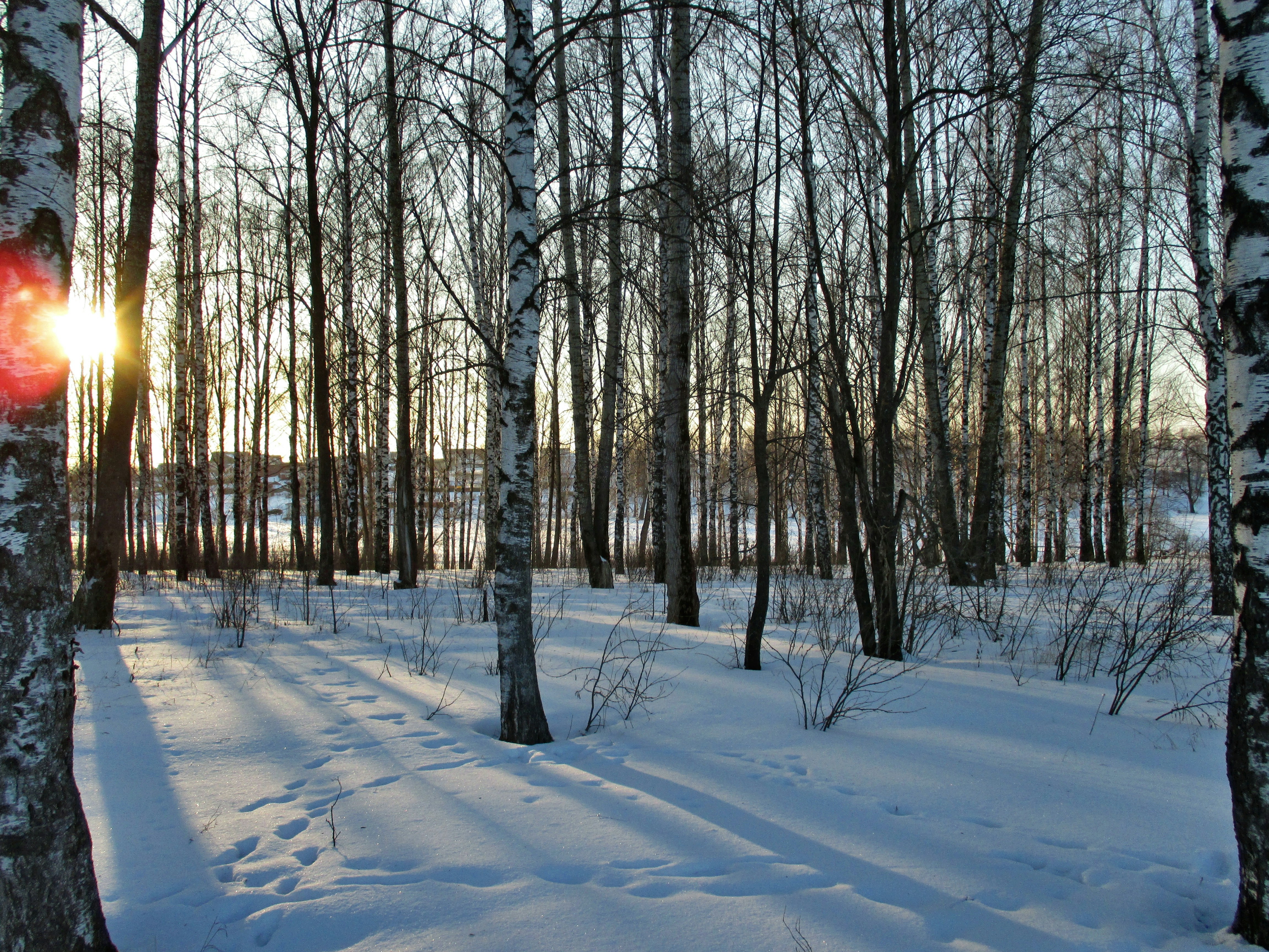 bare trees on snow covered ground during daytime, 
