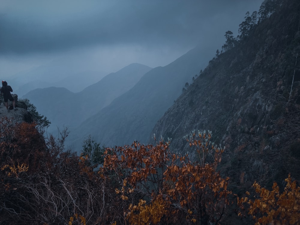 brown trees on mountain during daytime