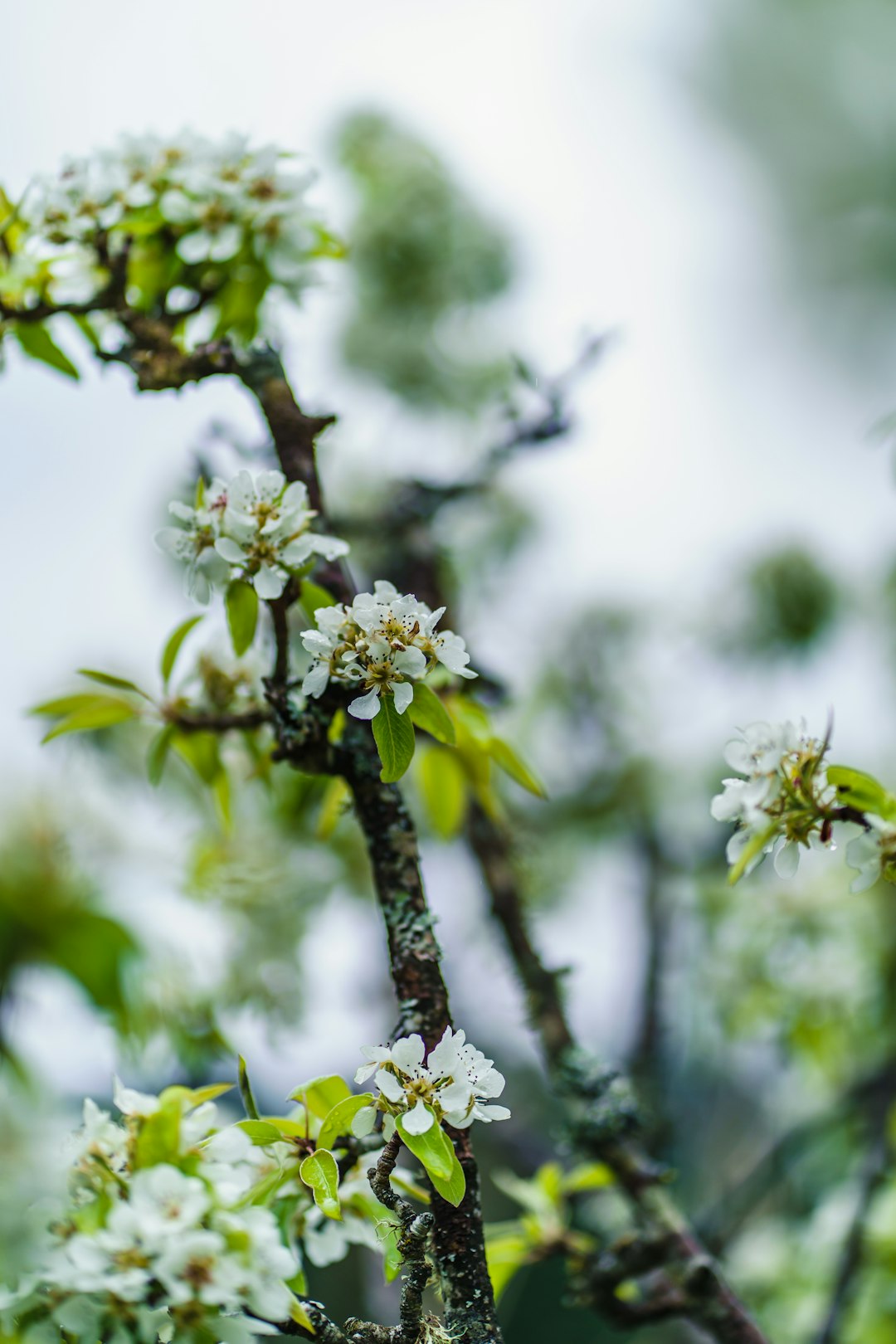 white flowers on brown tree branch