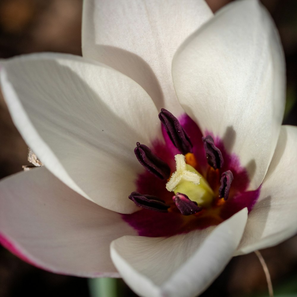 a close up of a white and red flower