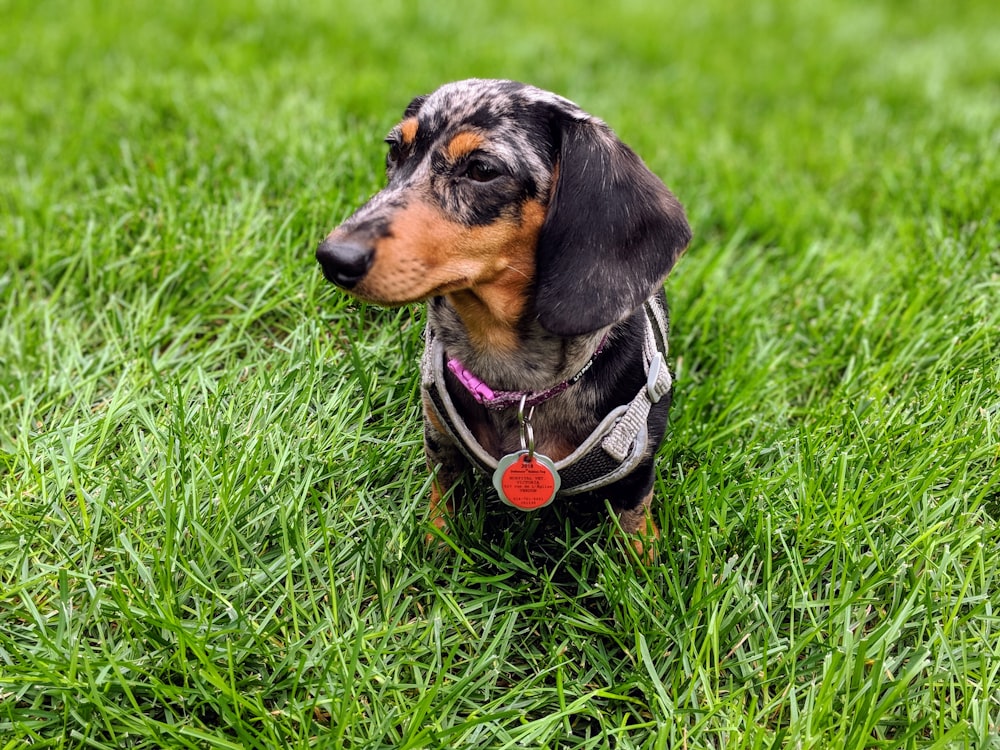 cão preto e marrom de pelagem curta na grama verde durante o dia