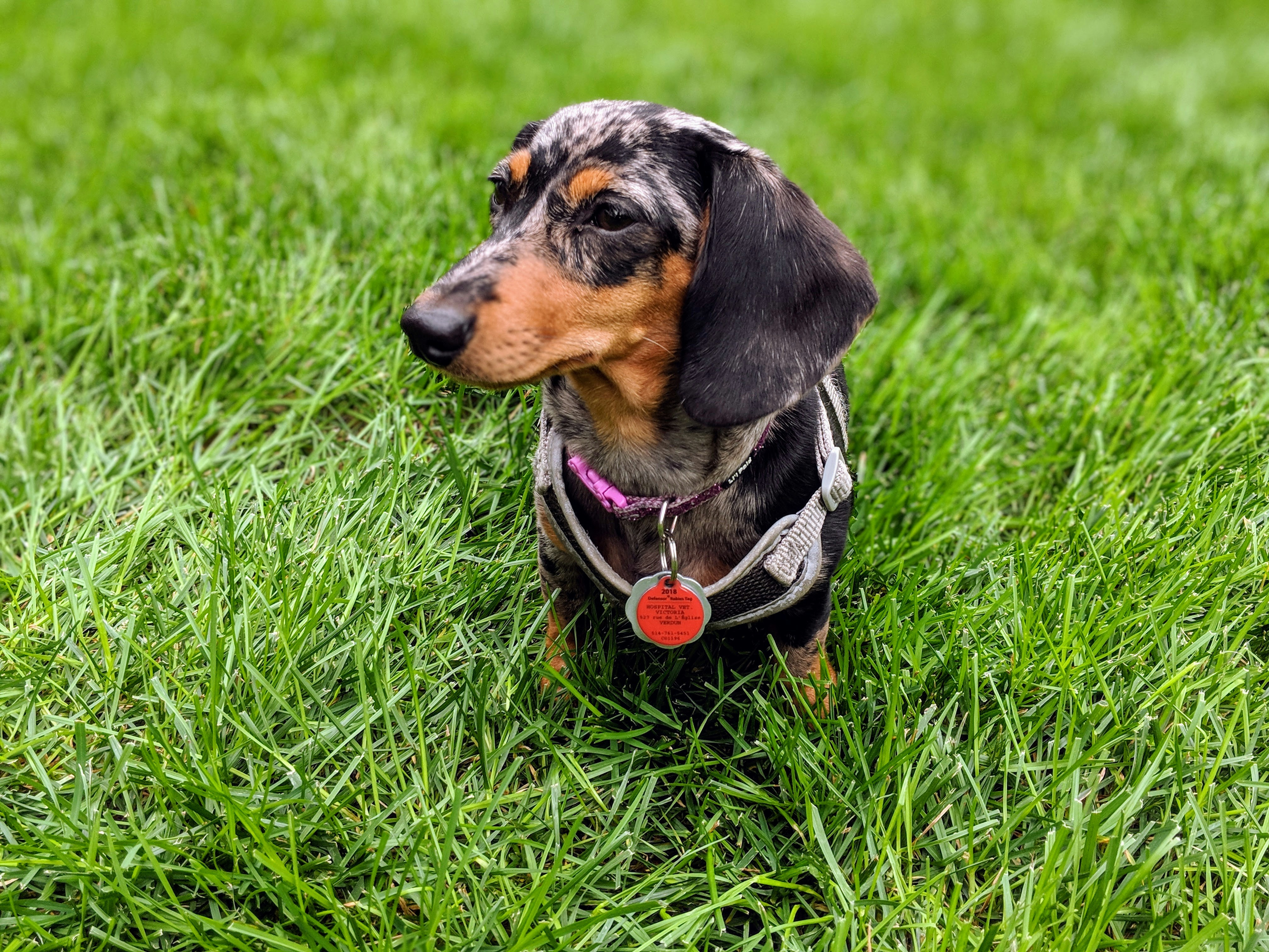 Miniature dapple Dachshund puppy in the grass