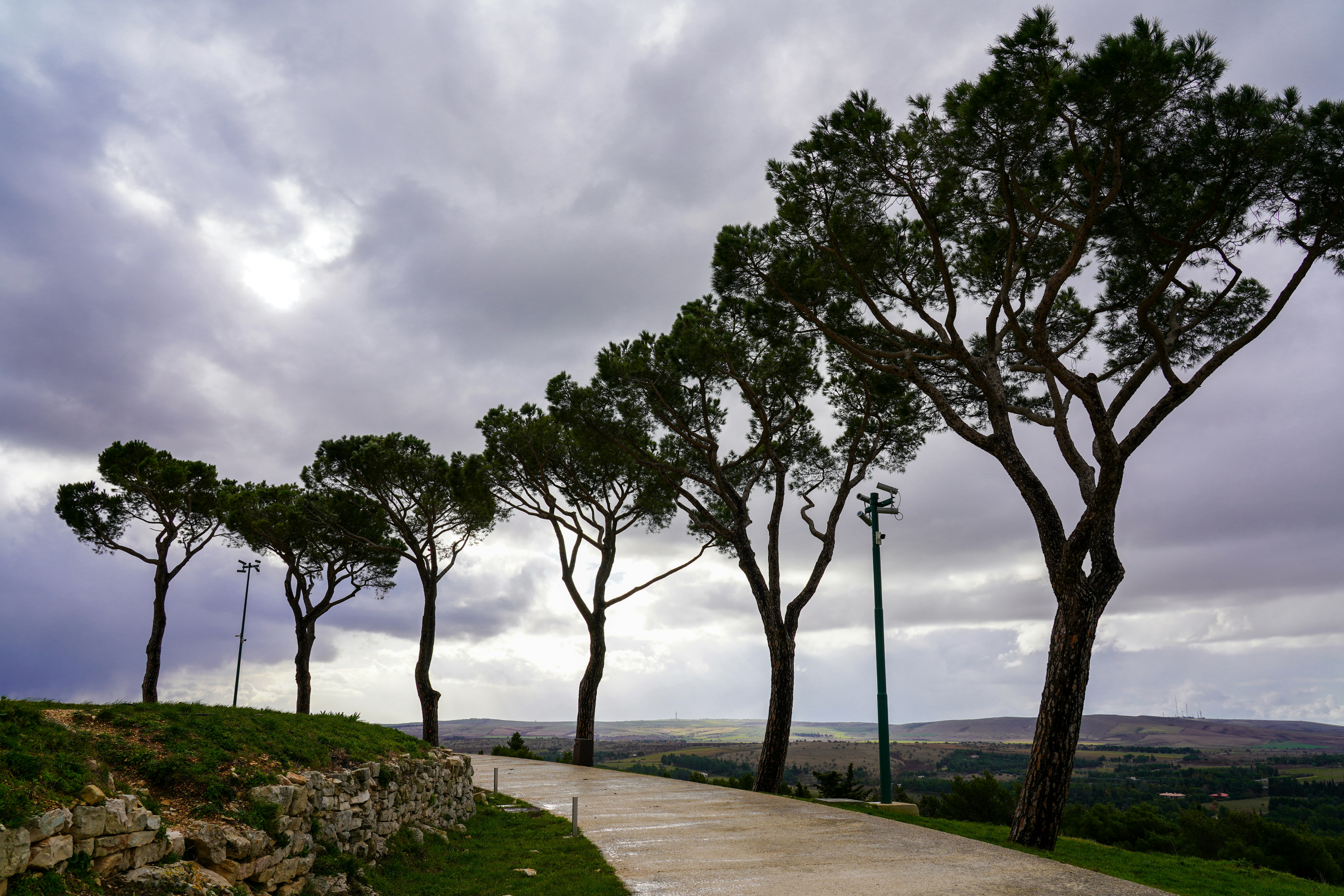green trees on green grass field near body of water during daytime