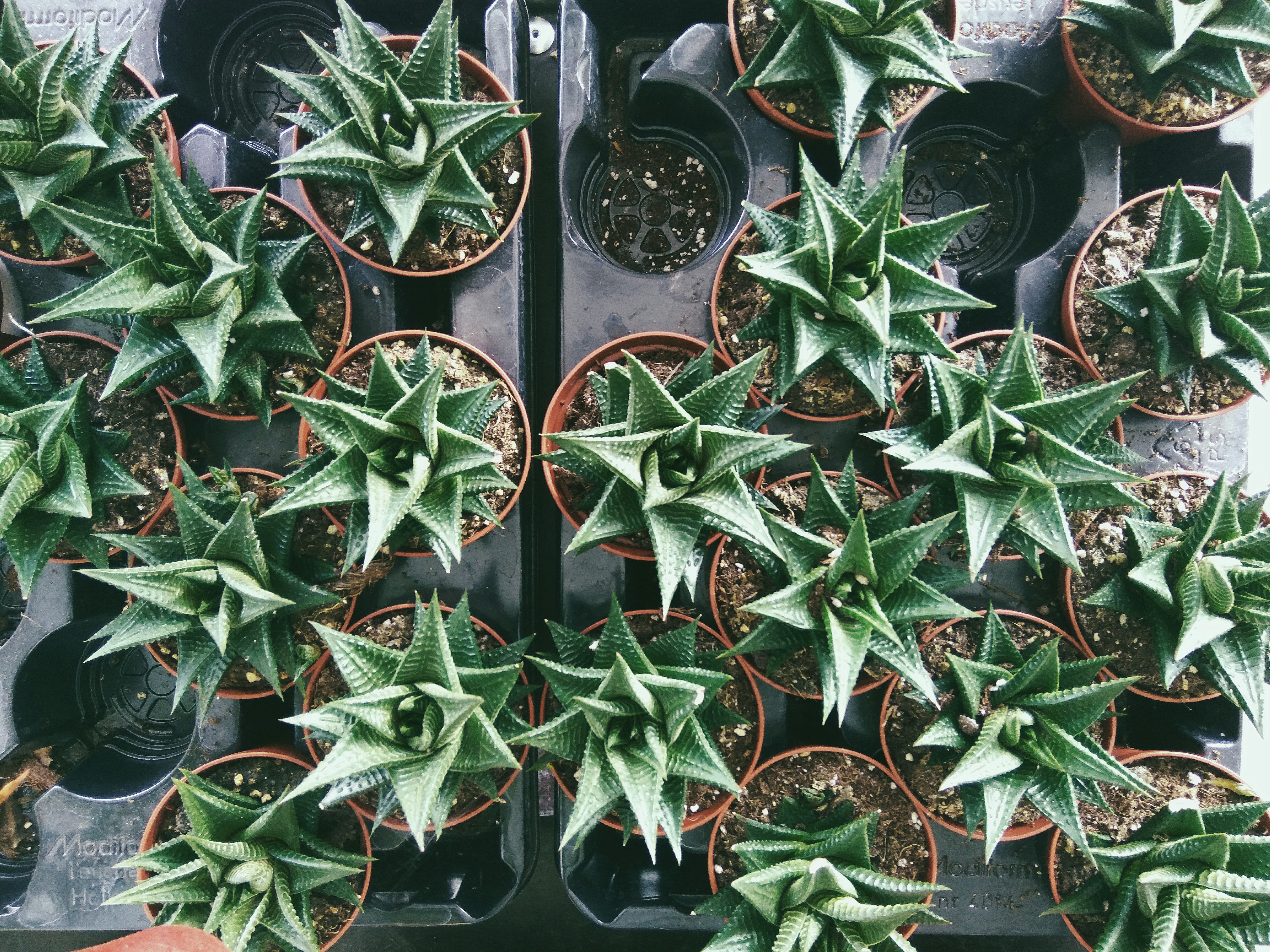 green and yellow pineapple fruits