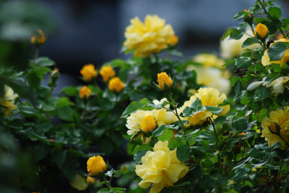 yellow flowers with green leaves