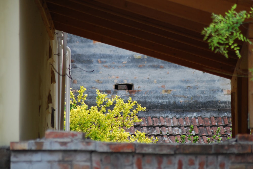 green plants on brown brick wall