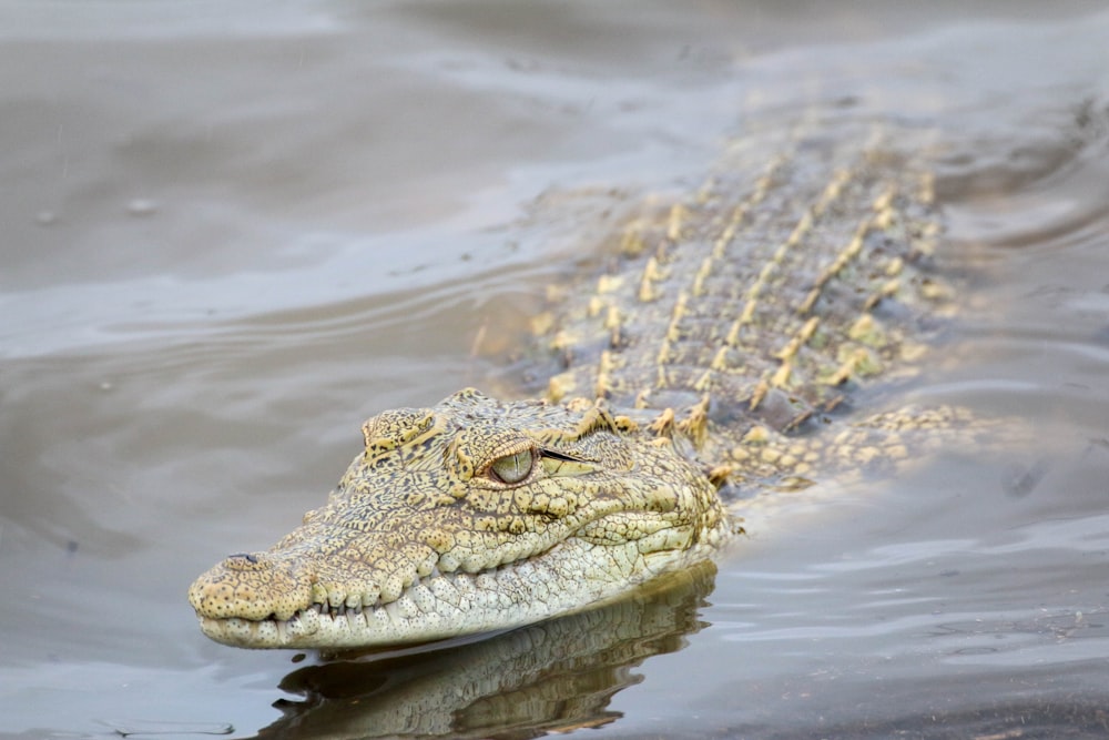 brown crocodile on body of water