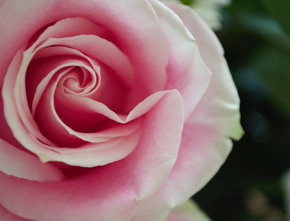 pink rose in bloom during daytime