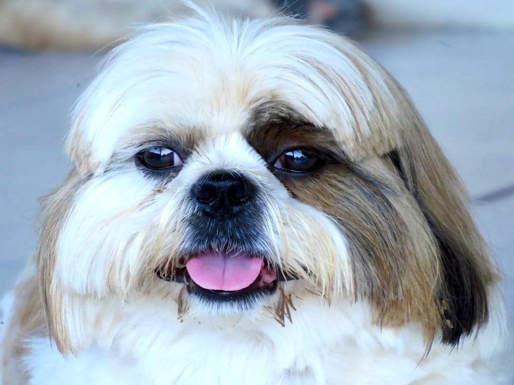 white and brown long coated small dog