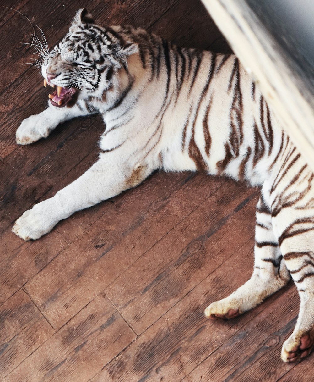 white and black tiger lying on brown wooden floor