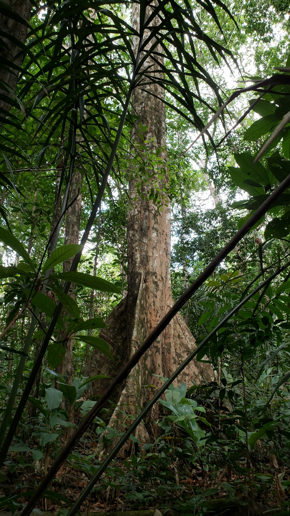 green leaves on brown tree trunk