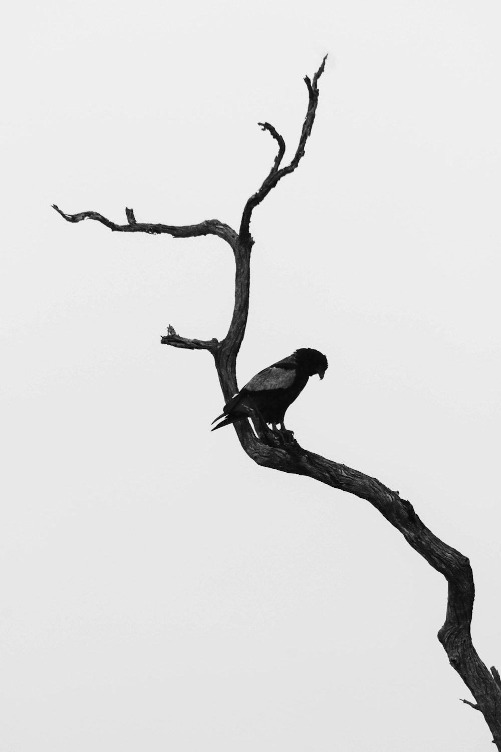 black bird on brown tree branch