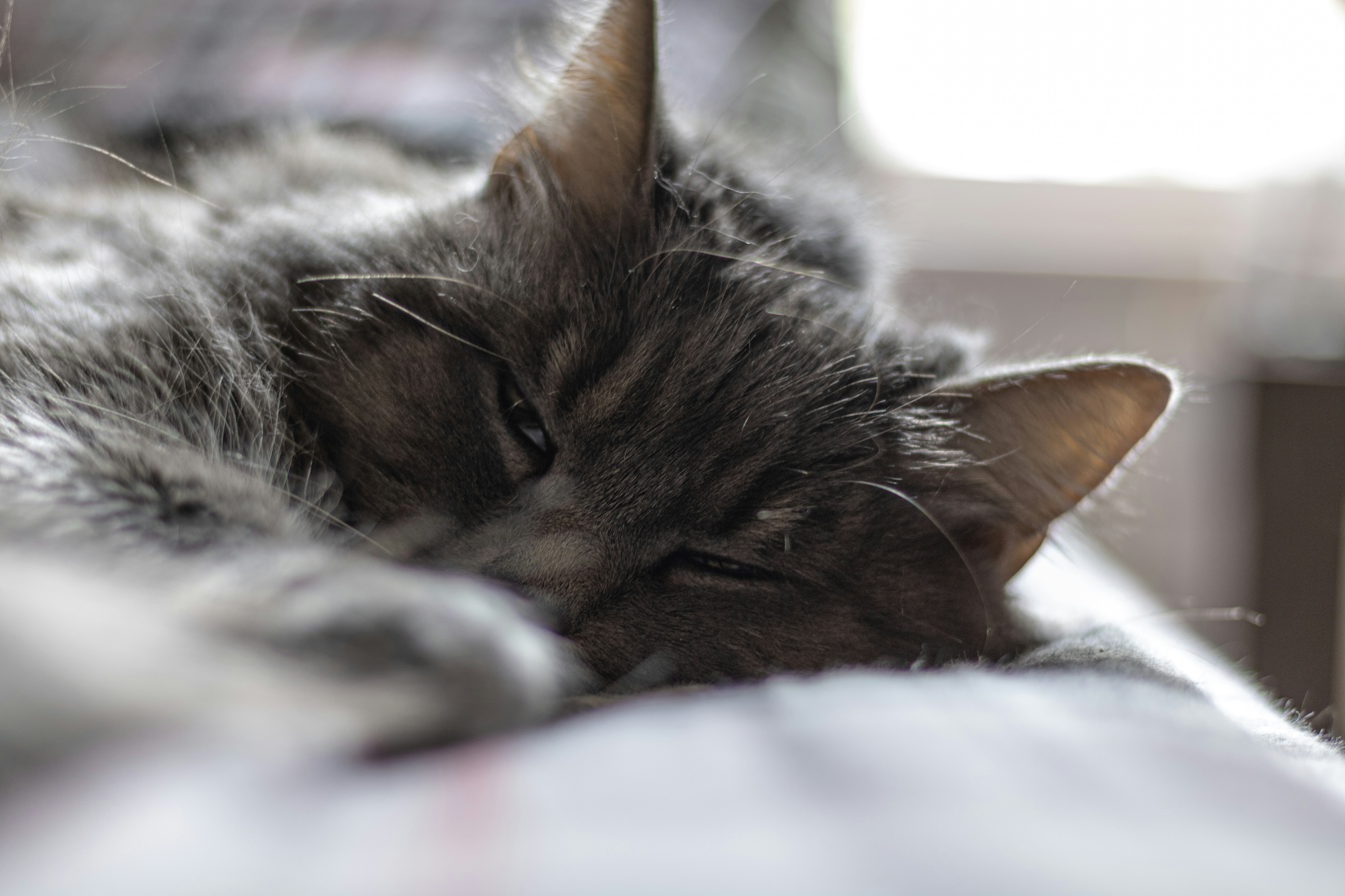 Photo by shafferluke