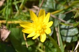 A close-up of a bright flower surrounded by soft grass.