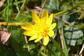 A close-up of a bright flower surrounded by soft grass.