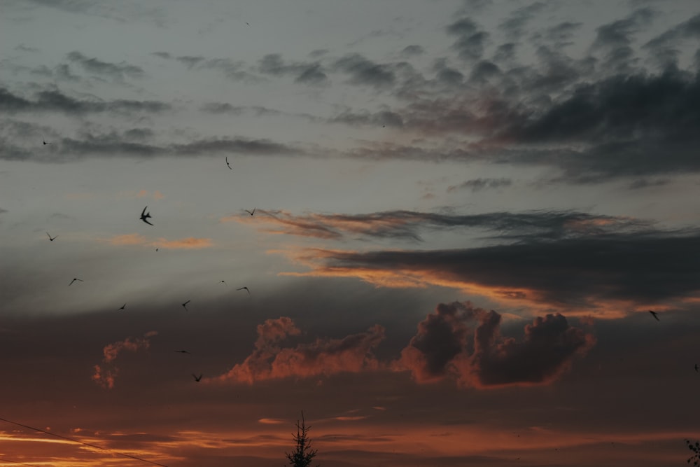 silhouette of trees under cloudy sky during sunset