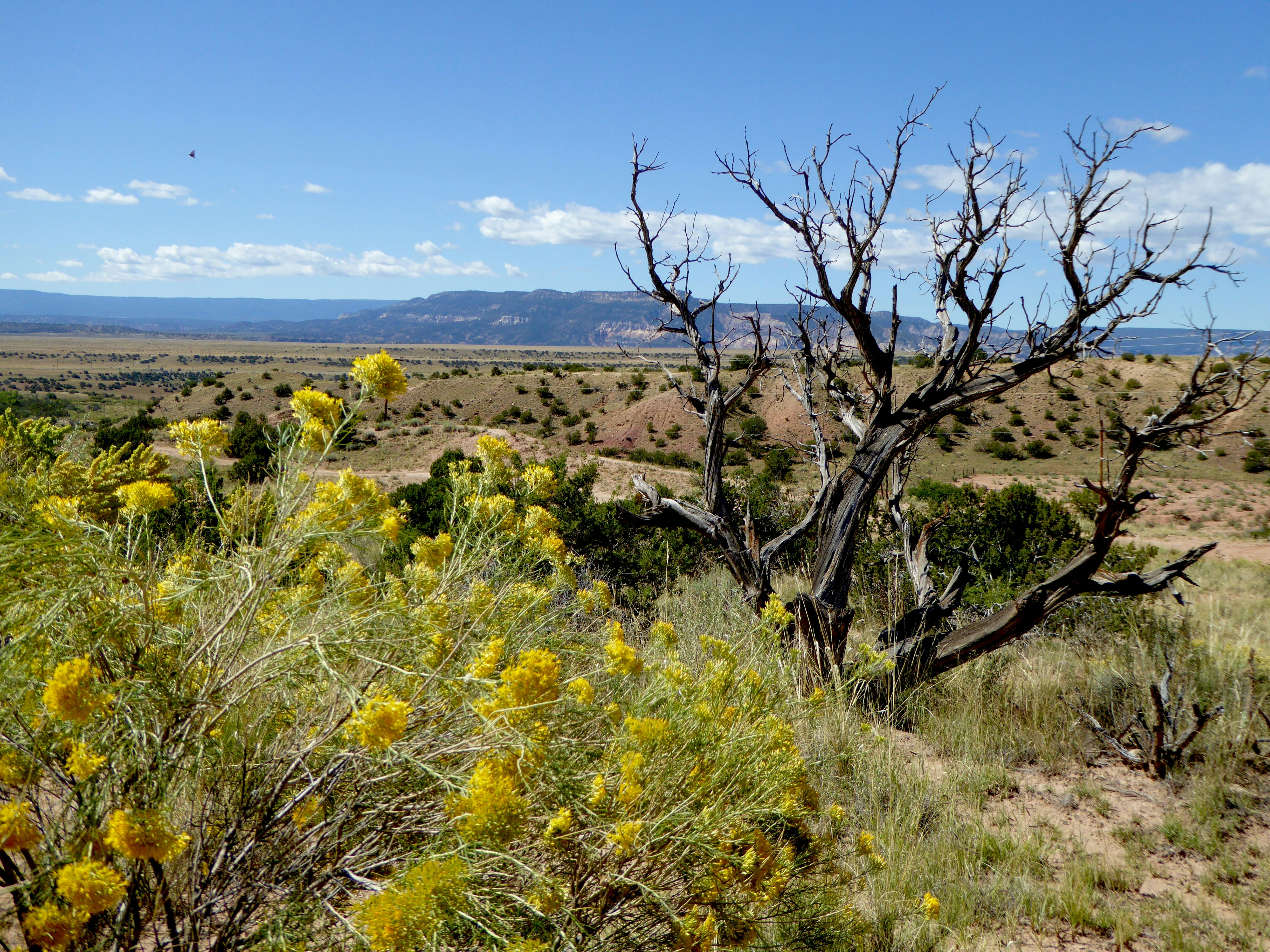 green trees on brown field under blue sky during daytime, 