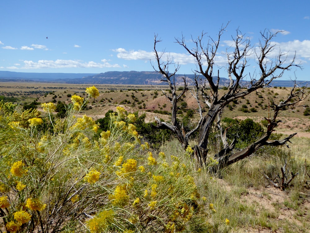 green trees on brown field under blue sky during daytime