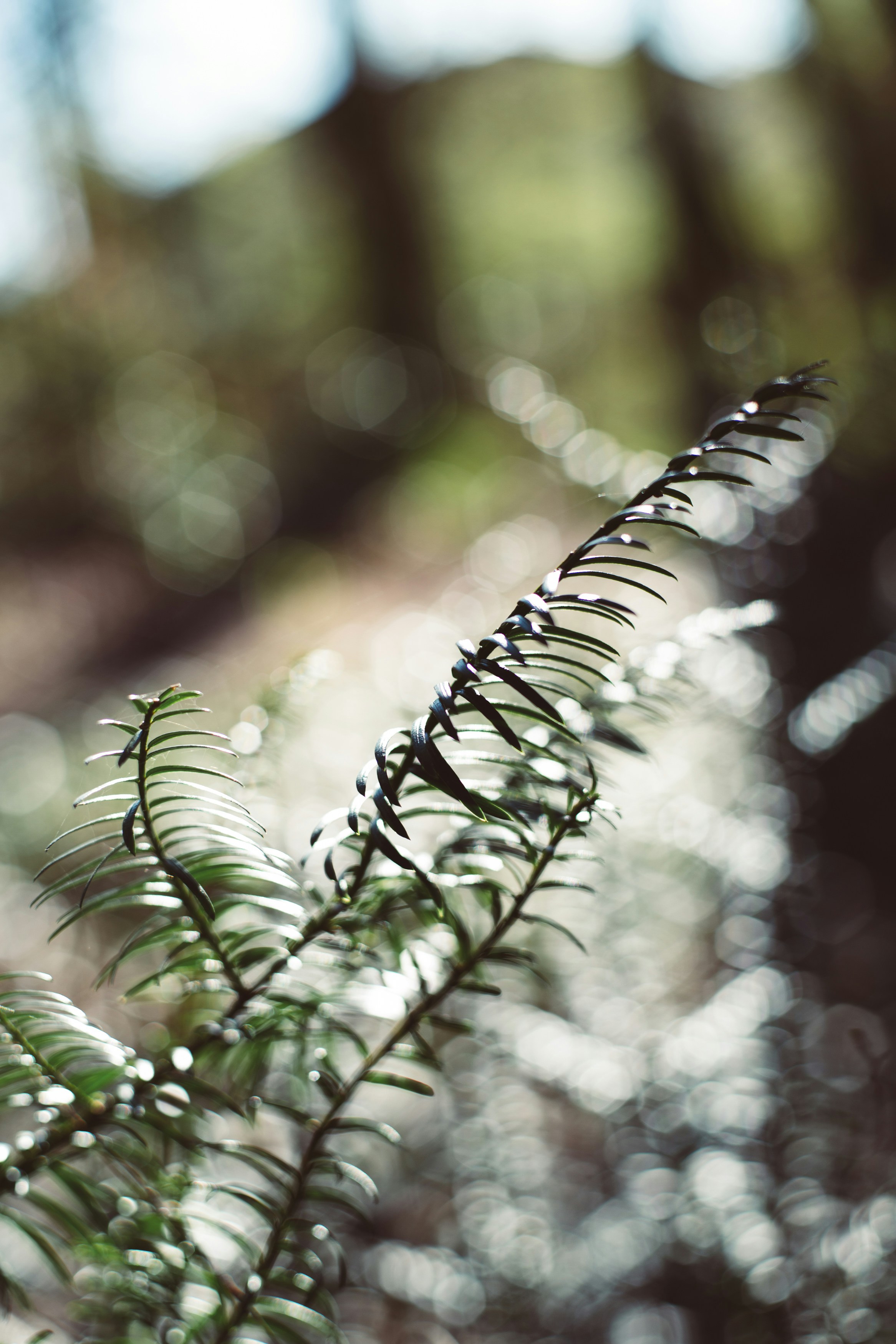 Photo by markusspiske