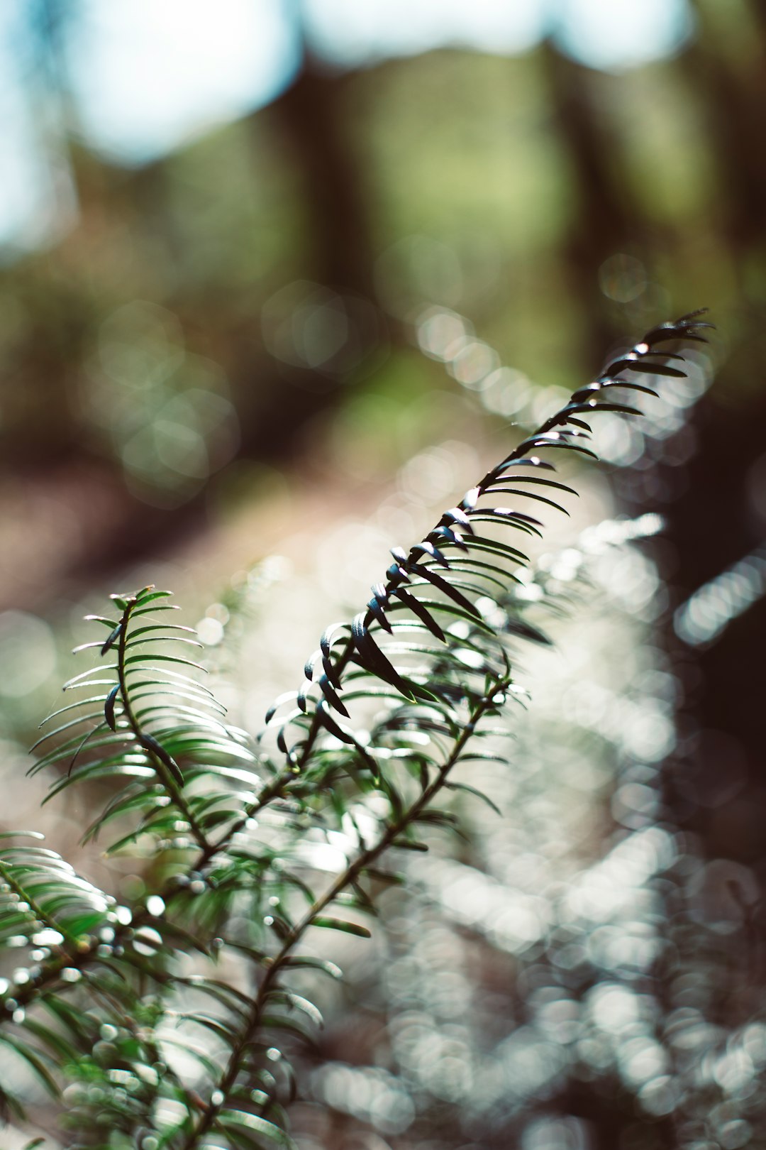 green plant in tilt shift lens