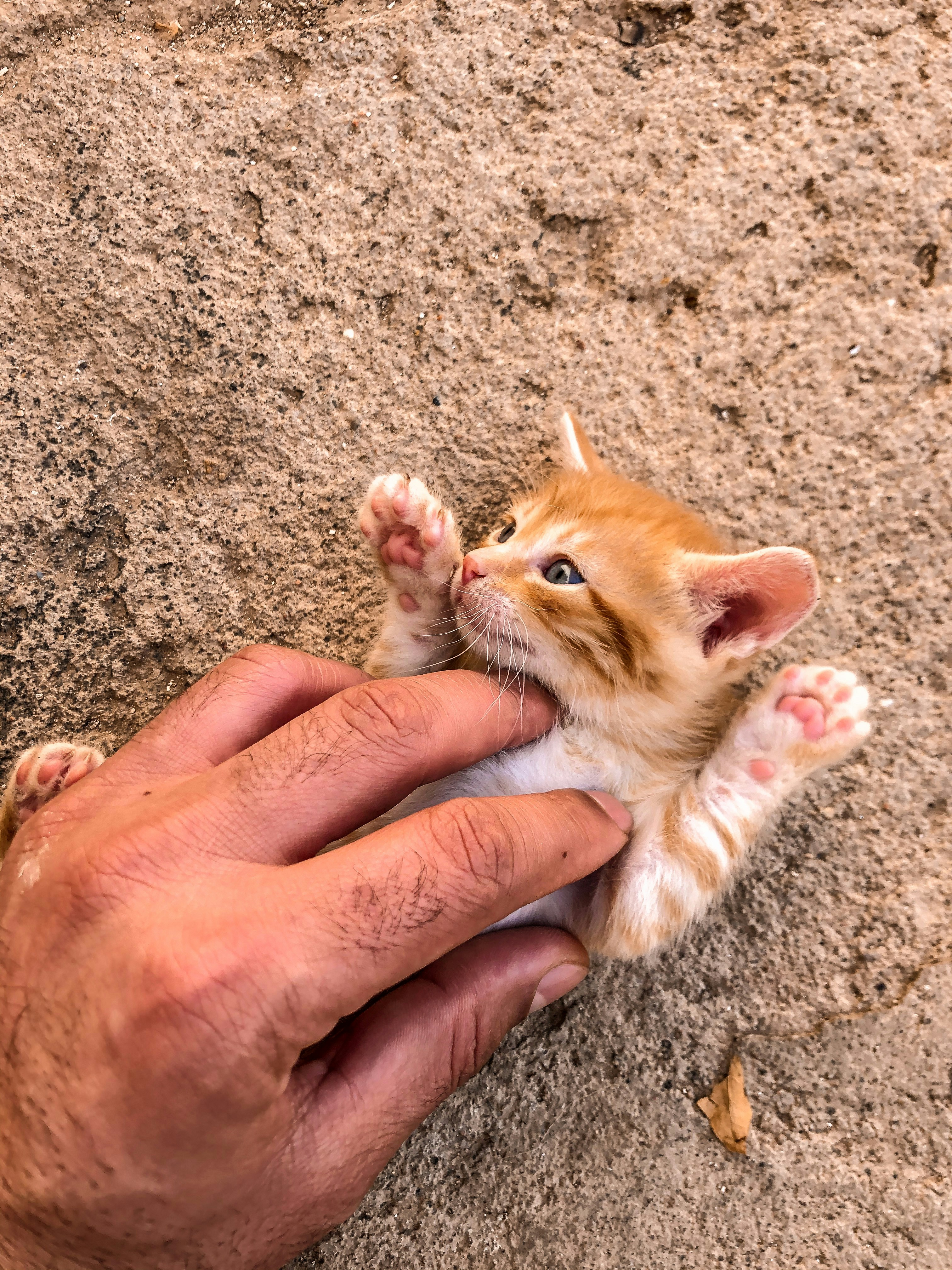 茶色の砂浜のオレンジ色のぶちの子猫