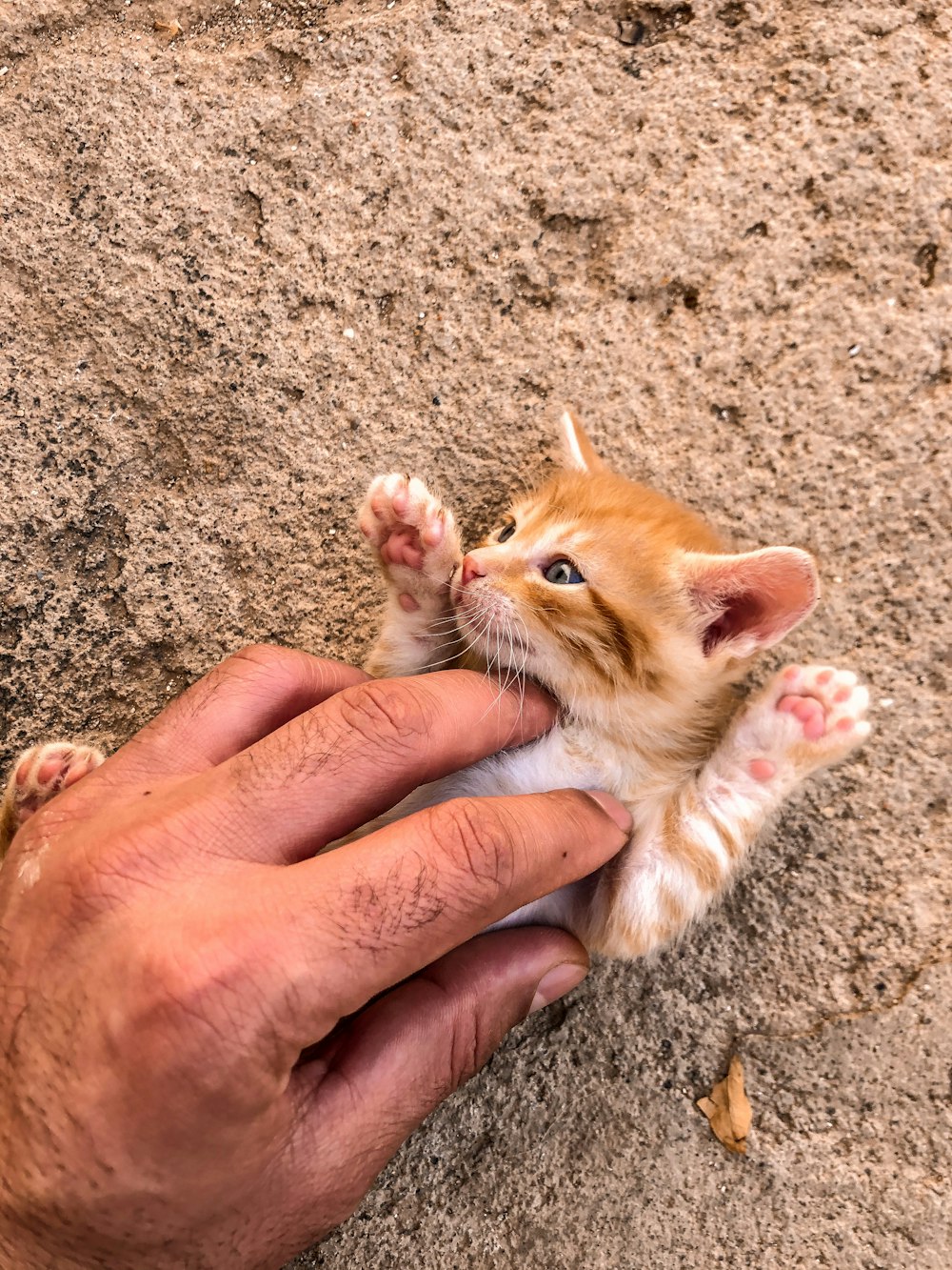 orange tabby kitten on brown sand