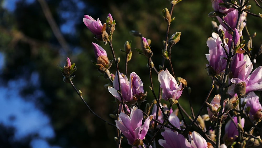 purple flower in tilt shift lens