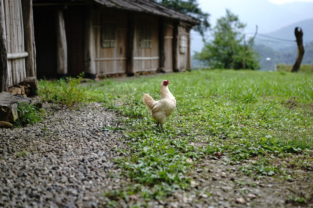 white chicken on green grass field during daytime