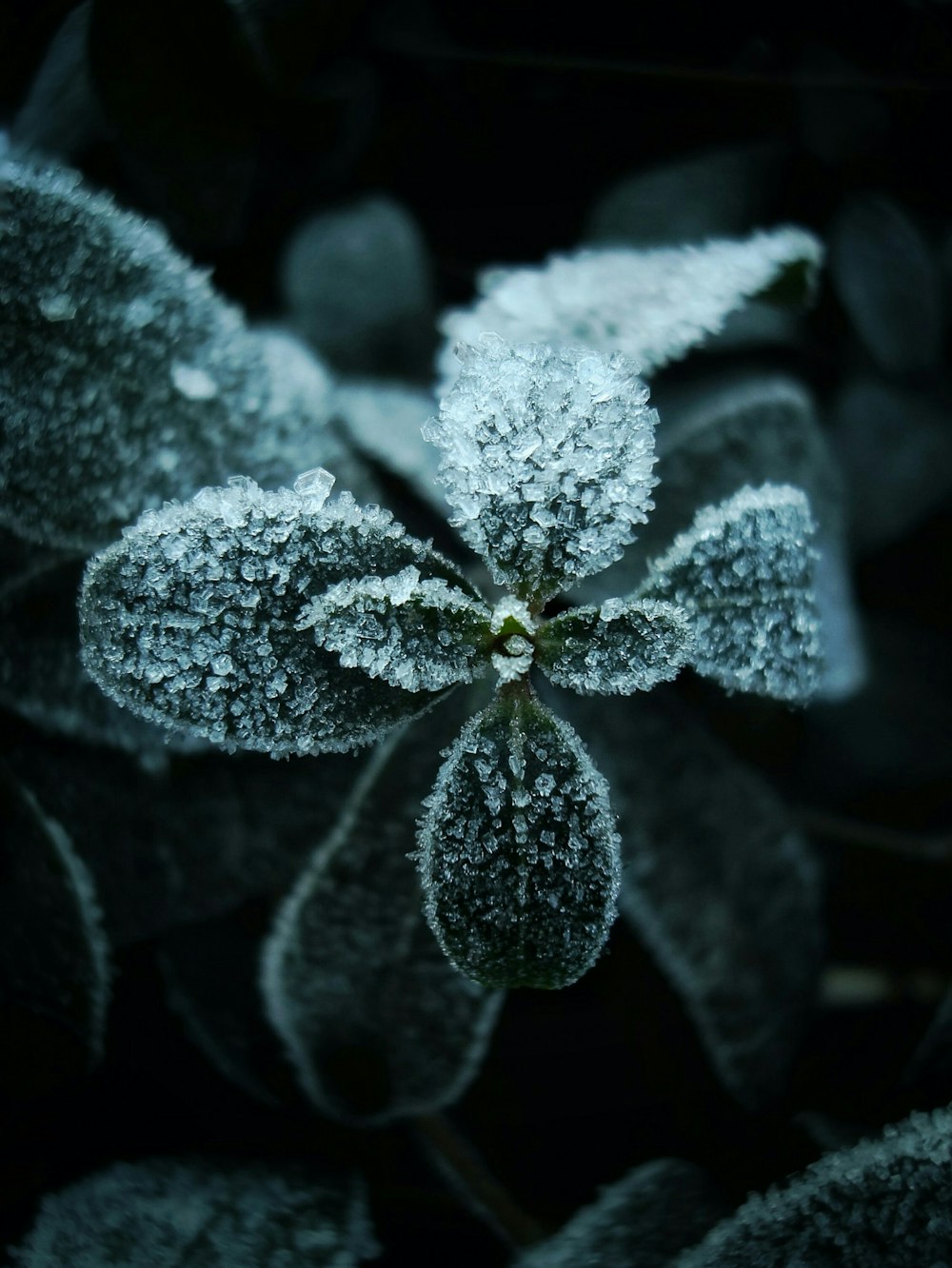 클로즈업 사진의 흰색과 녹색 식물