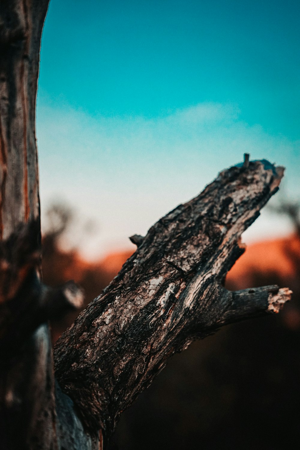 brown tree trunk during daytime