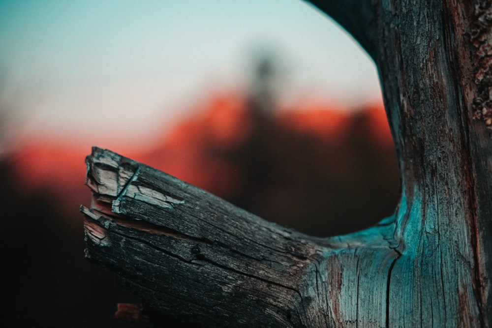 brown wooden log in close up photography