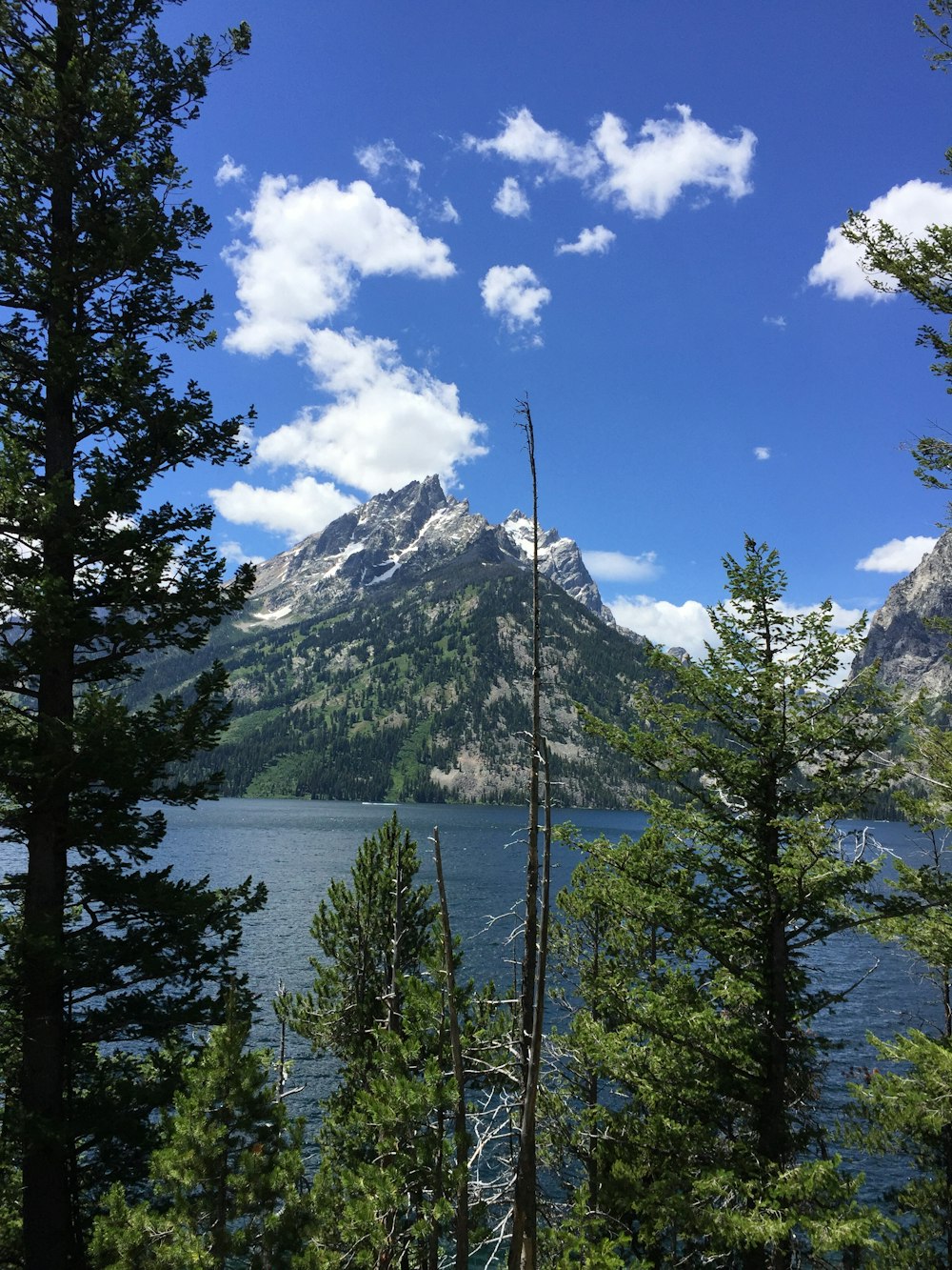 green pine trees near body of water under blue sky during daytime