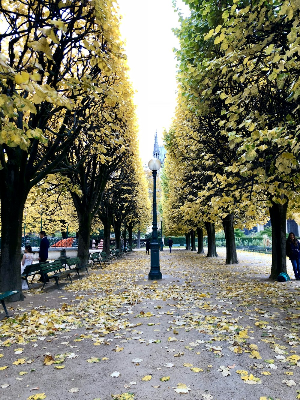 Persone che camminano sul parco con gli alberi durante il giorno