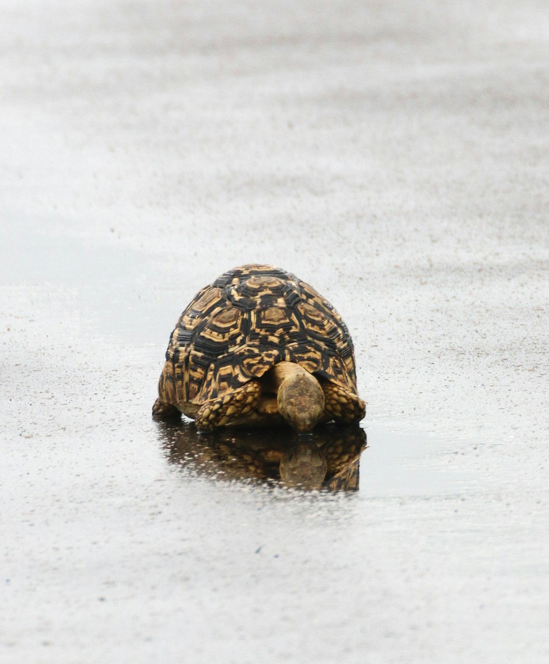 brown and black turtle on white snow