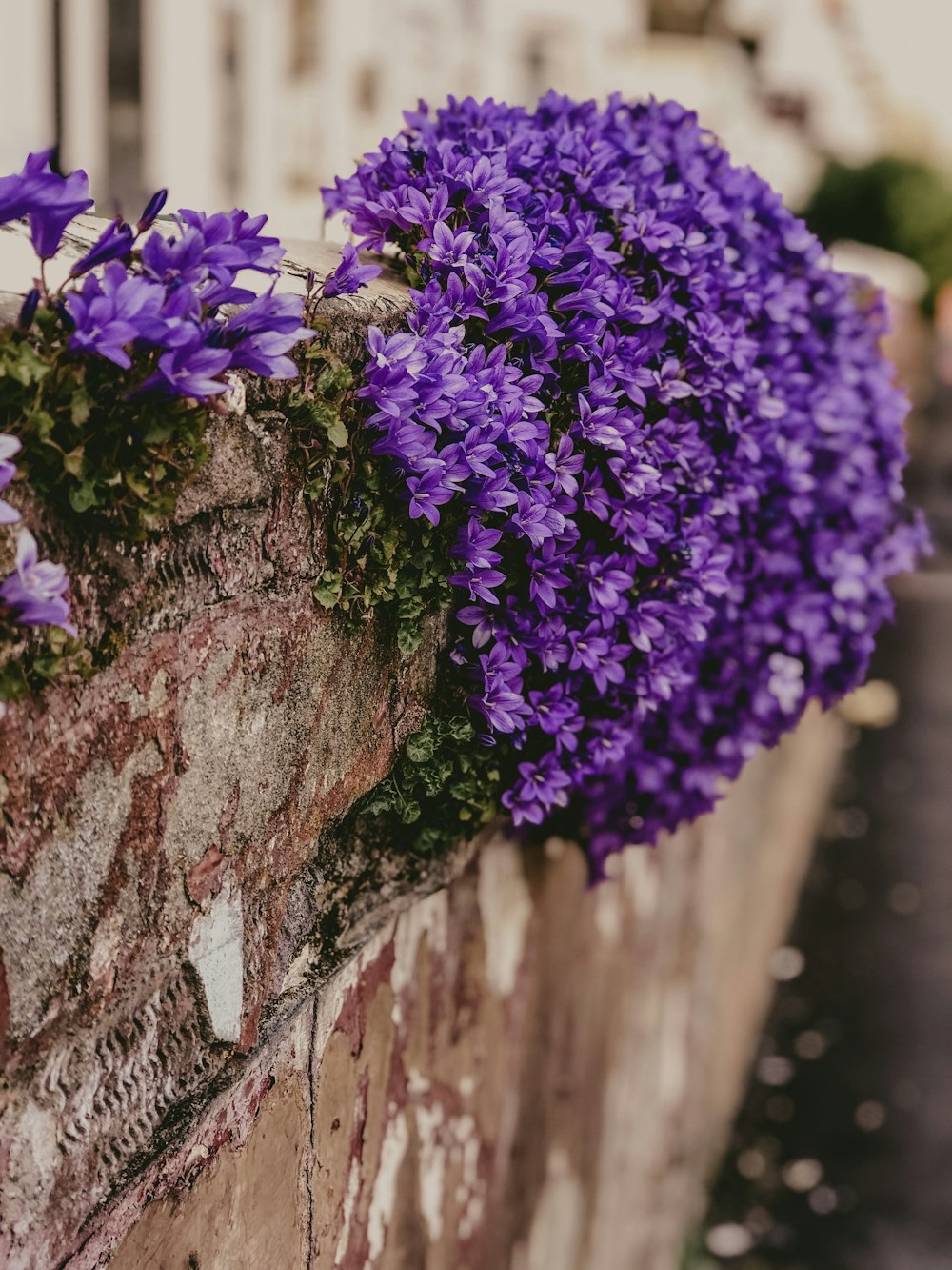 purple flowers on brown tree trunk