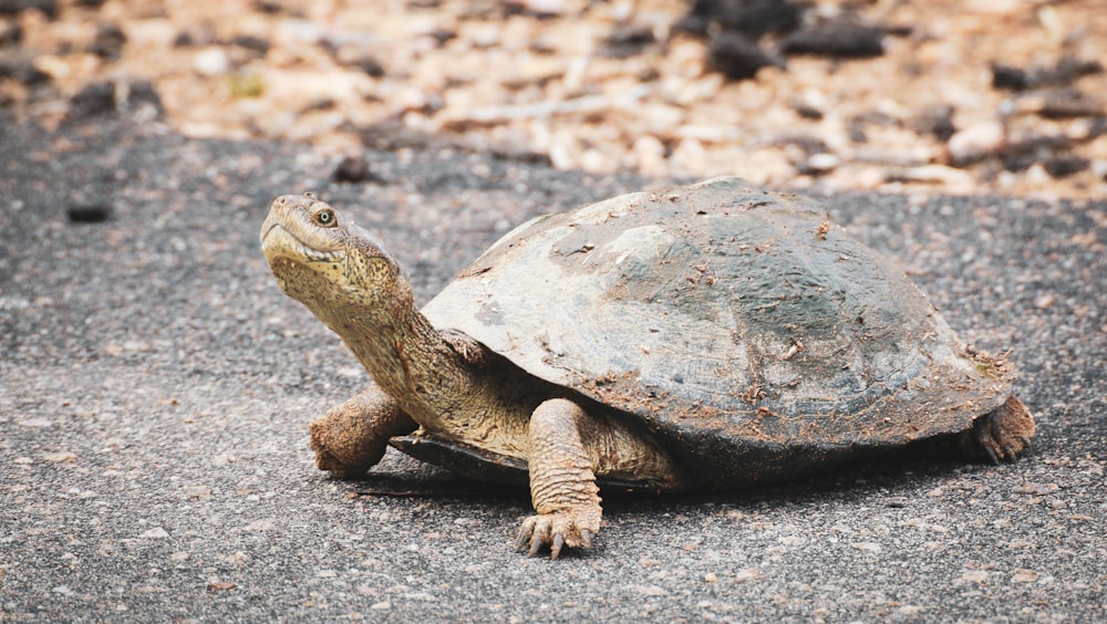 brown turtle on gray sand during daytime