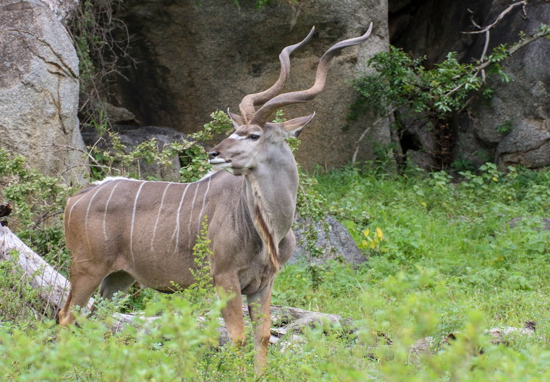 brown deer on green grass during daytime