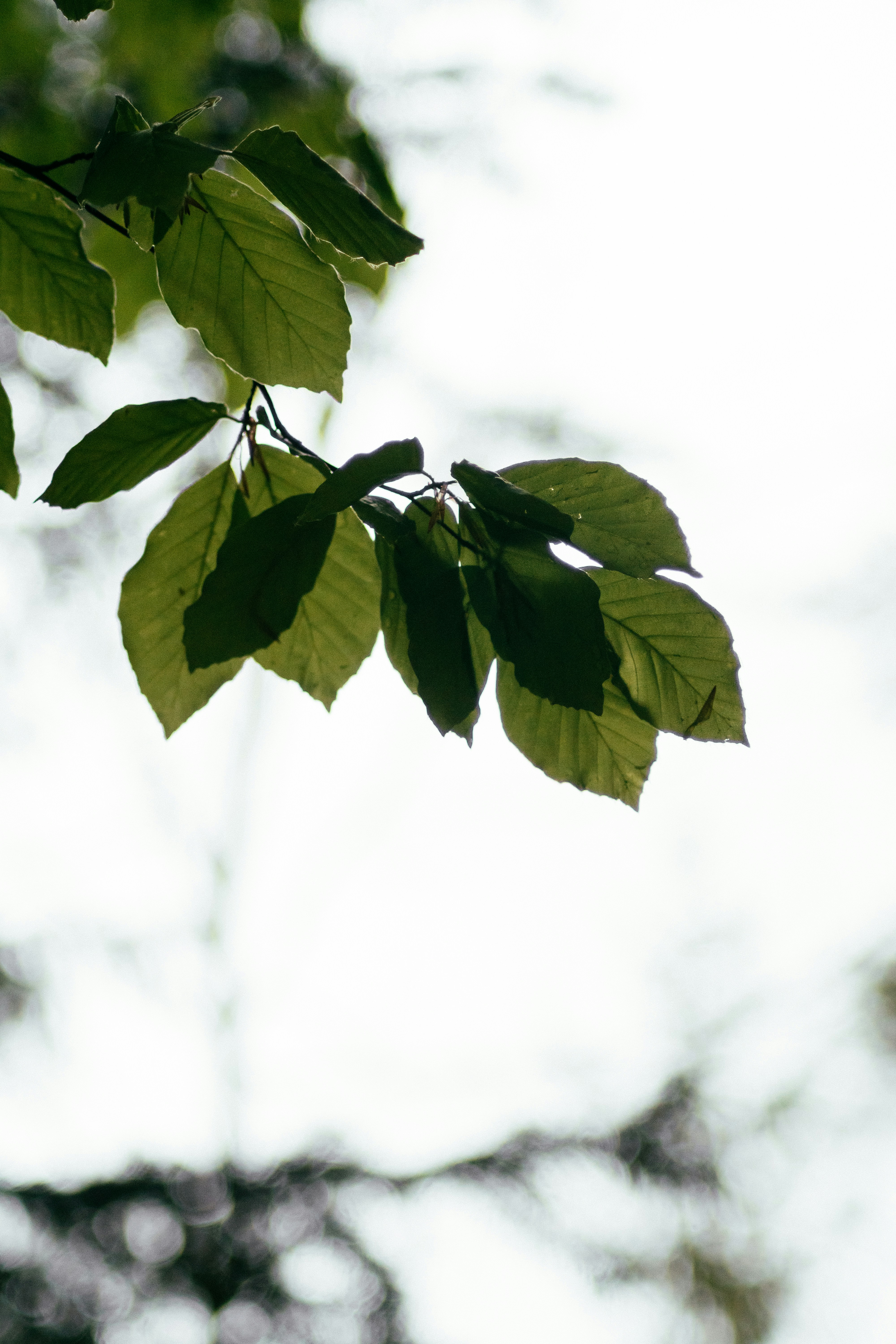 Photo by benjamin_raffetseder