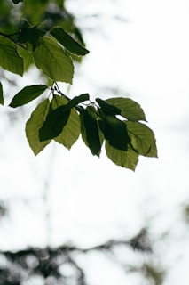 green leaves in close up photography
