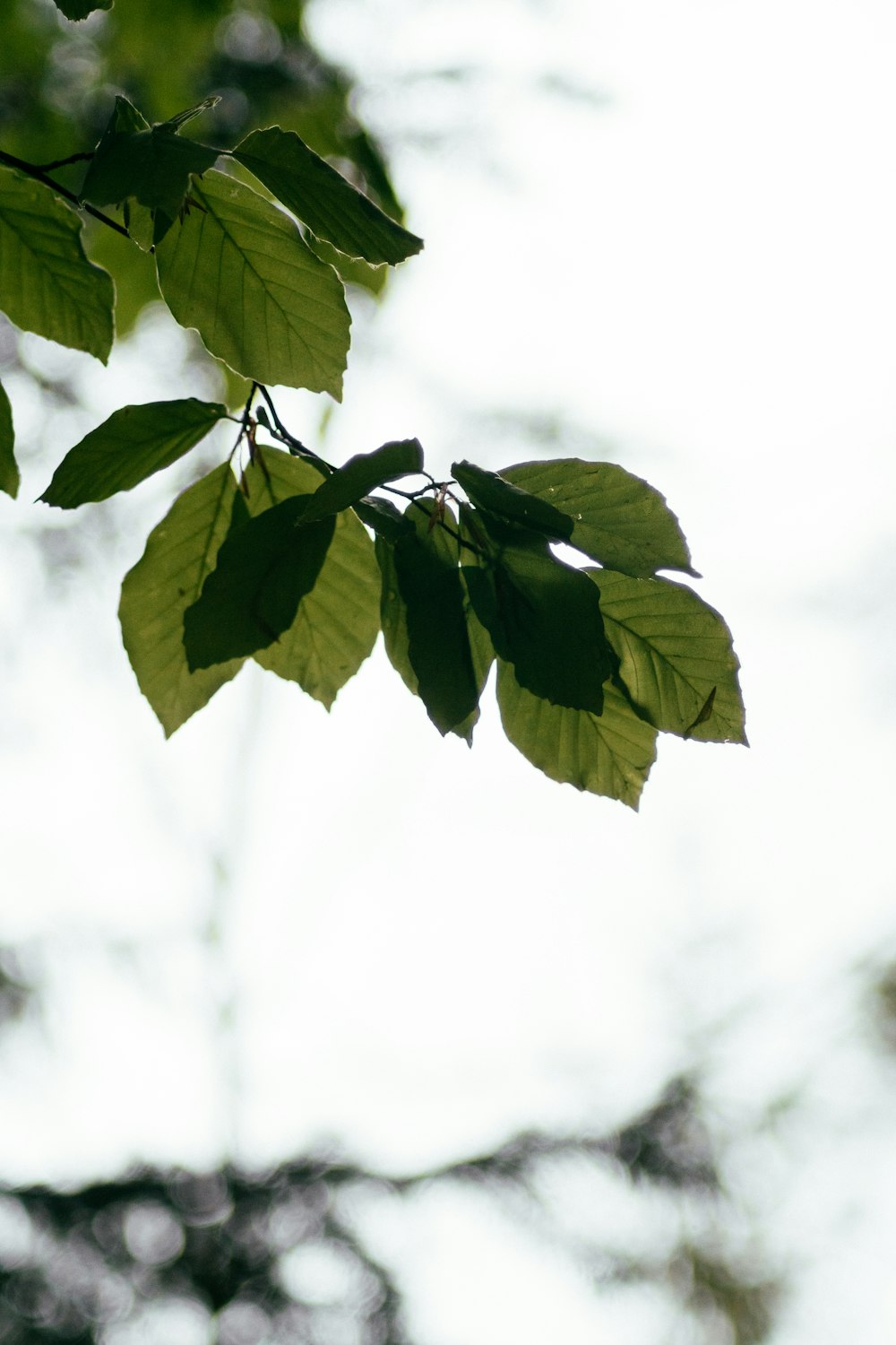 green leaves in close up photography