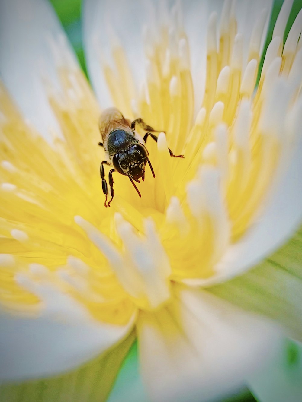 black and brown bee on yellow flower