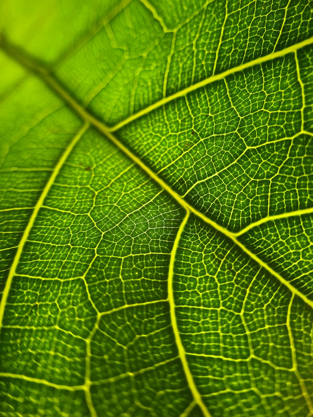 green leaf in macro shot