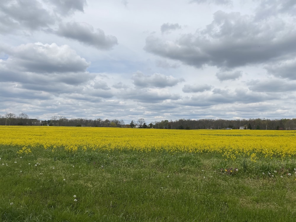 green grass field under white clouds during daytime