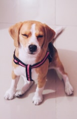 brown white and black short coated dog