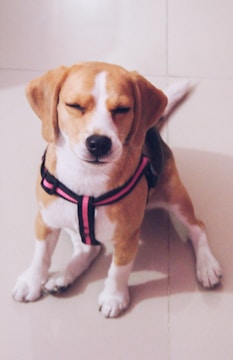 brown white and black short coated dog