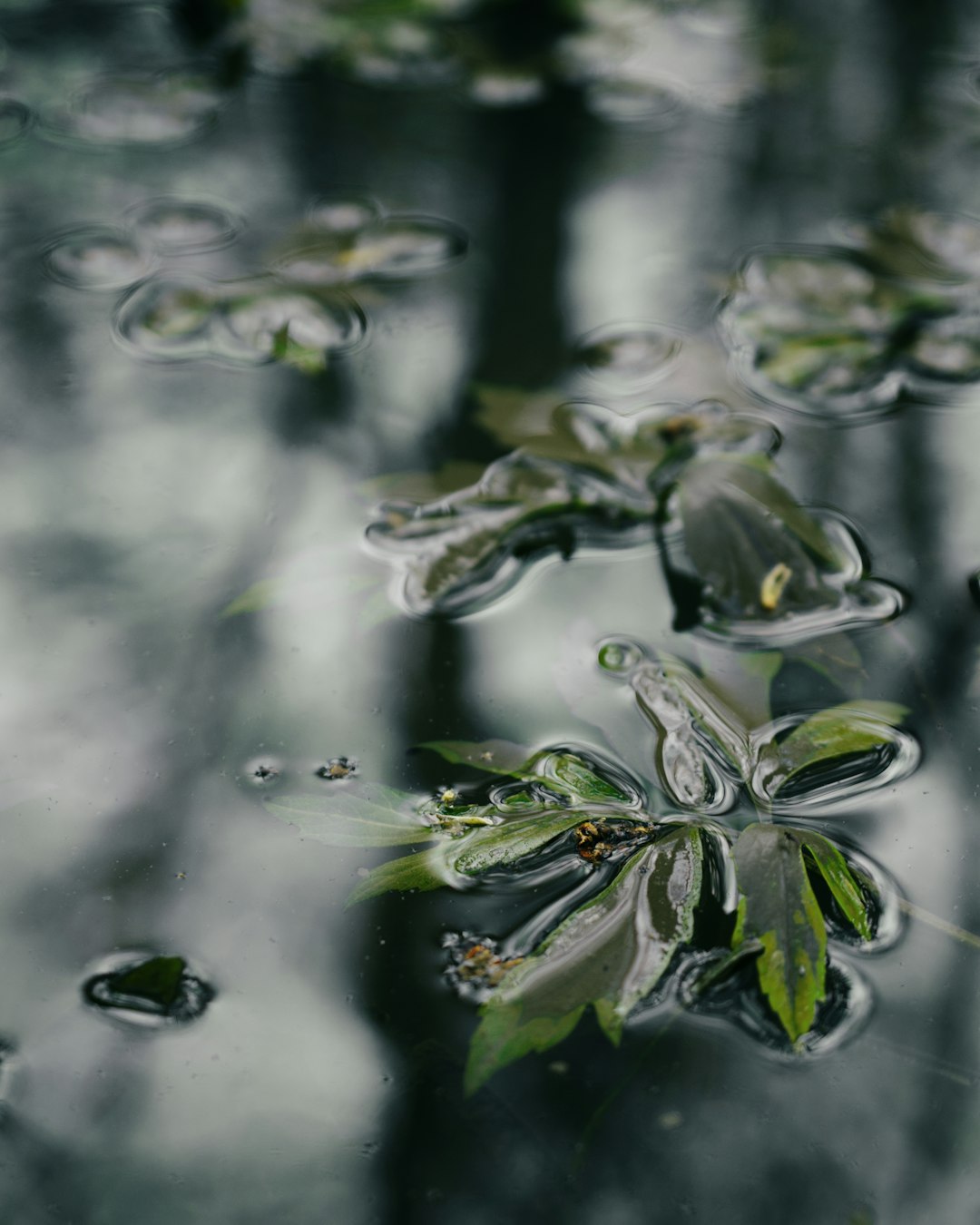 water droplets on green plant