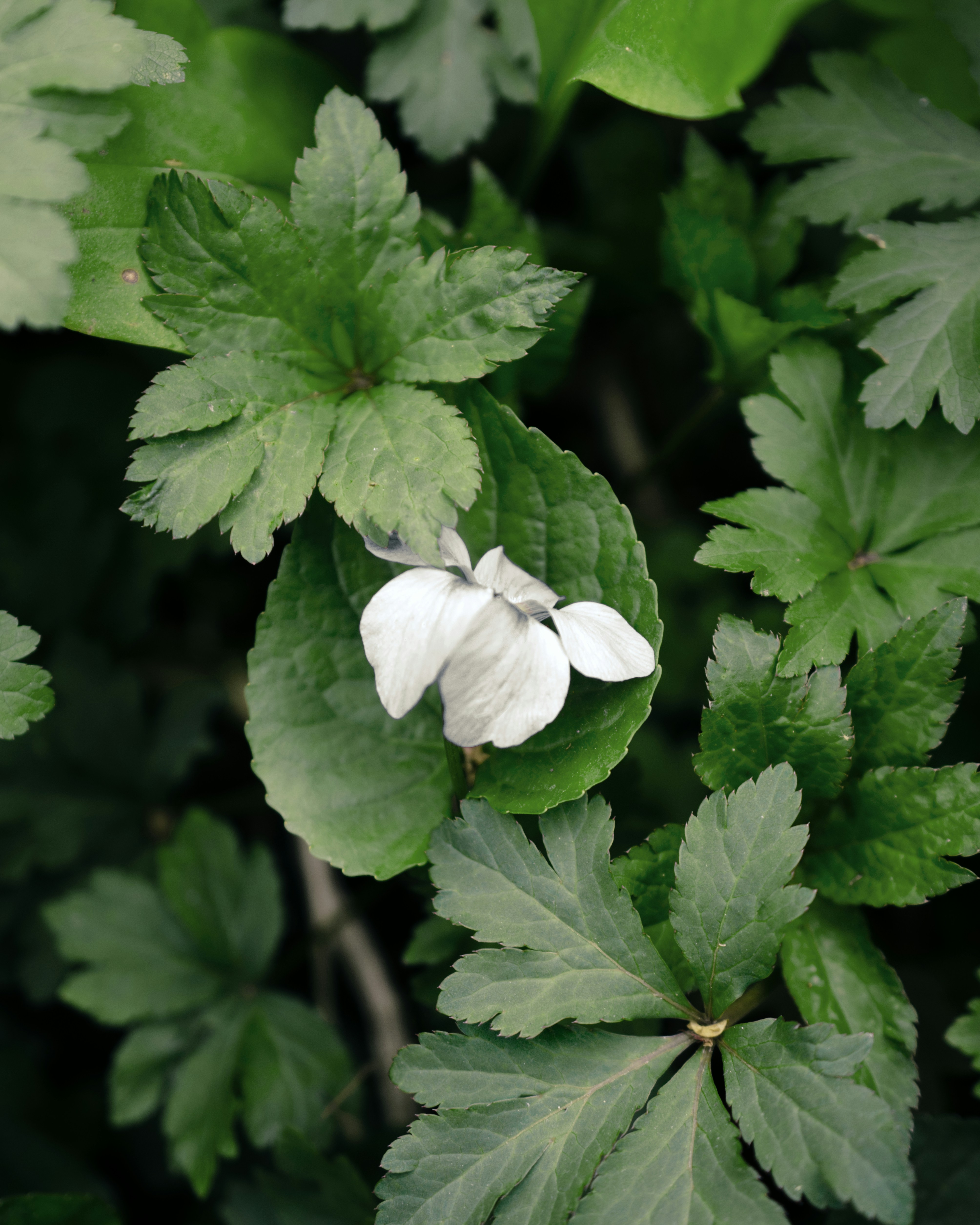 Photo by ldpeterson11