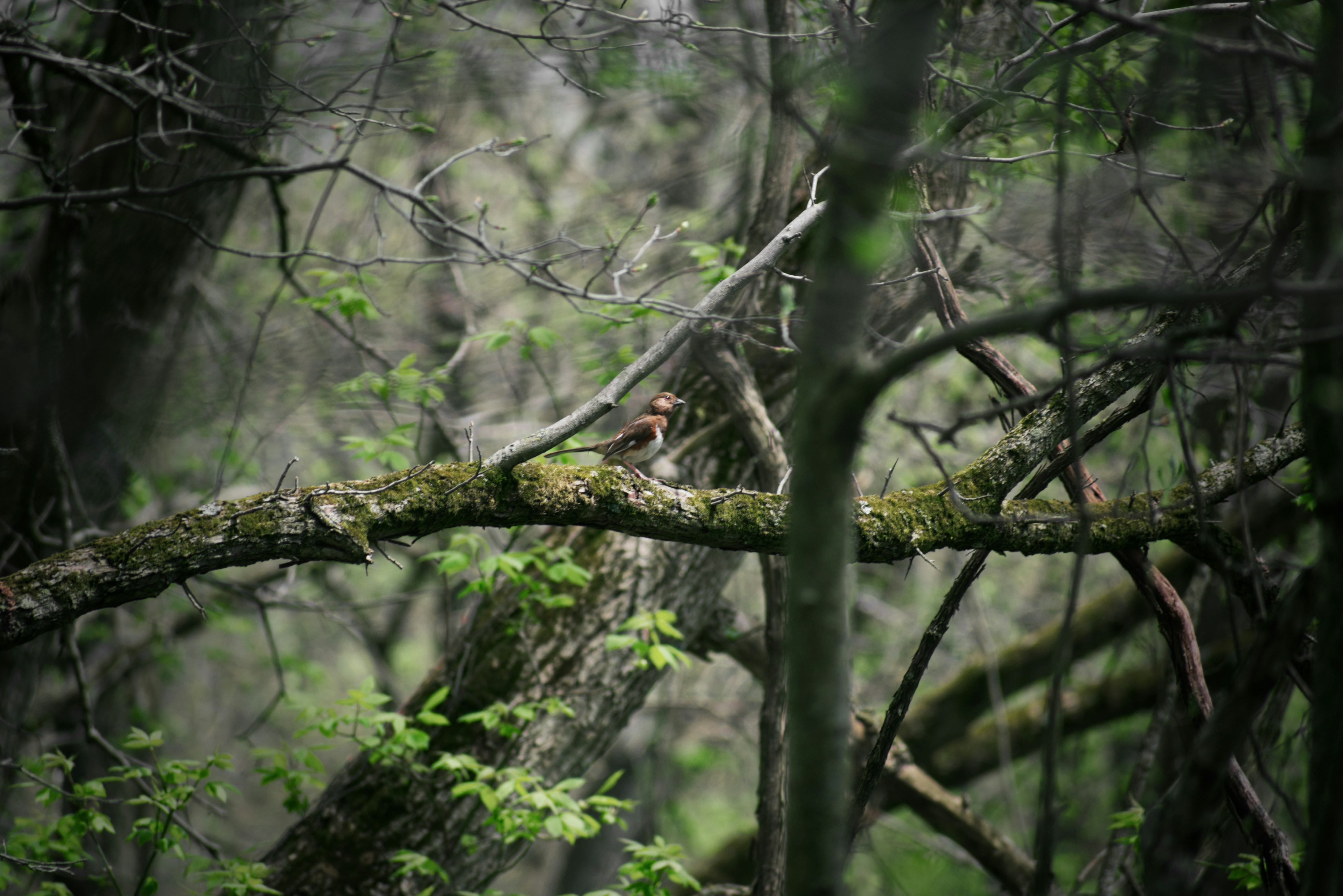 Photo by ldpeterson11