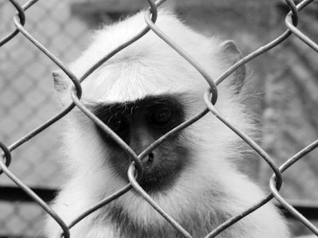 A monkey is peering through a chain-link fence, its face framed by the metal pattern. The fur appears light in color, contrasting with the dark eyes and nose. The background is blurred, emphasizing the focus on the animal.