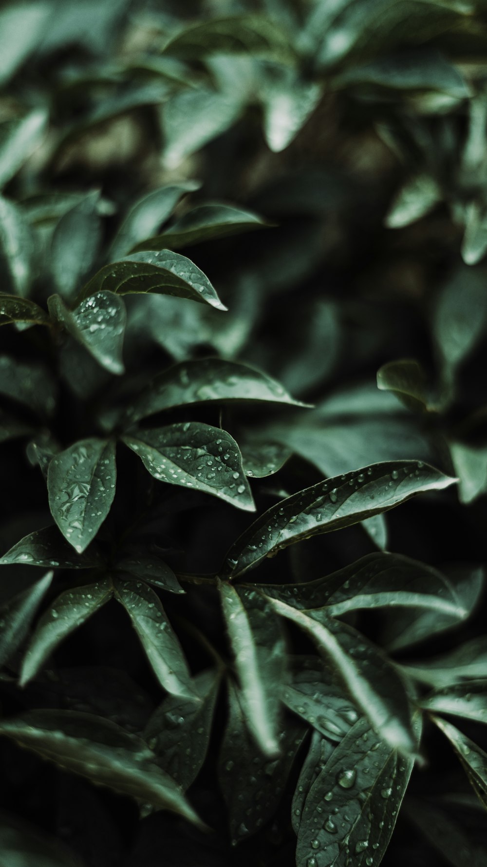 green leaves with water droplets